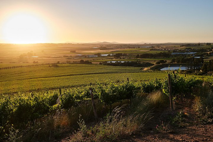 Tour de medio día de vinos desde Ciudad del Cabo a Stellenbosch, con degustaciones, maridajes y visitas a bodegas, foto 17 | wizardtrip