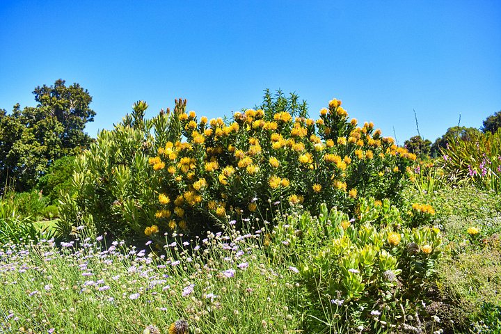 Eine malerische Tagestour zu den Highlights Kapstadts, einschließlich Tafelberg, Pinguinen und Kap-Point, Foto 17 | wizardtrip