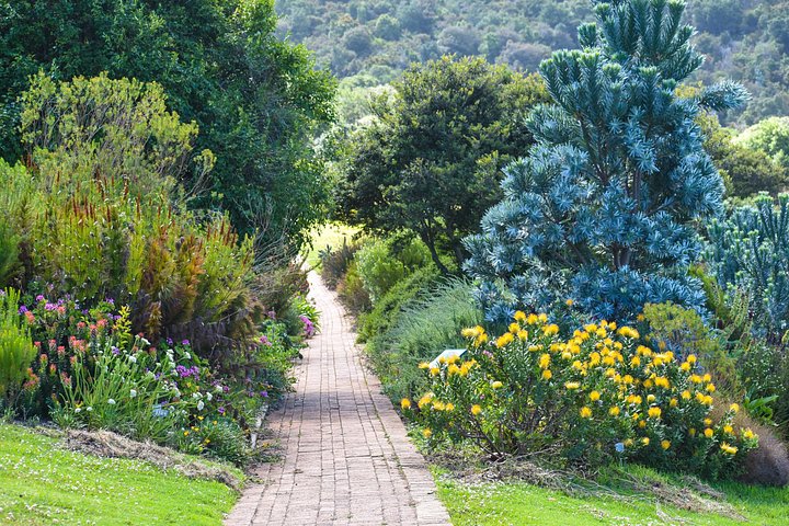 Eine malerische Tagestour zu den Highlights Kapstadts, einschließlich Tafelberg, Pinguinen und Kap-Point, Foto 19 | wizardtrip