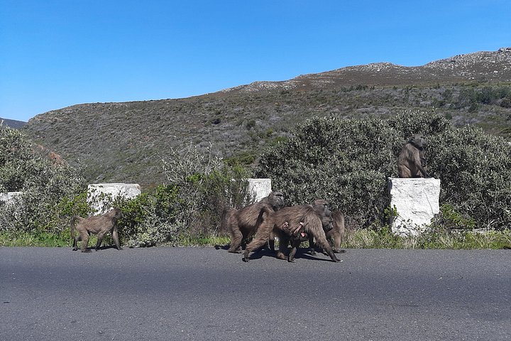Eine malerische Tagestour zu den Highlights Kapstadts, einschließlich Tafelberg, Pinguinen und Kap-Point, Foto 21 | wizardtrip