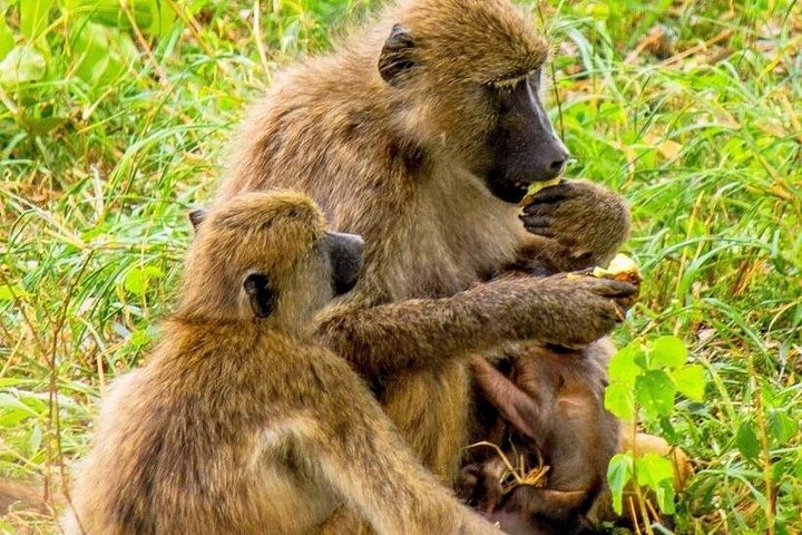 Eine malerische Tagestour zu den Highlights Kapstadts, einschließlich Tafelberg, Pinguinen und Kap-Point, Foto 22 | wizardtrip