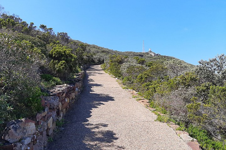 Eine malerische Tagestour zu den Highlights Kapstadts, einschließlich Tafelberg, Pinguinen und Kap-Point, Foto 24 | wizardtrip