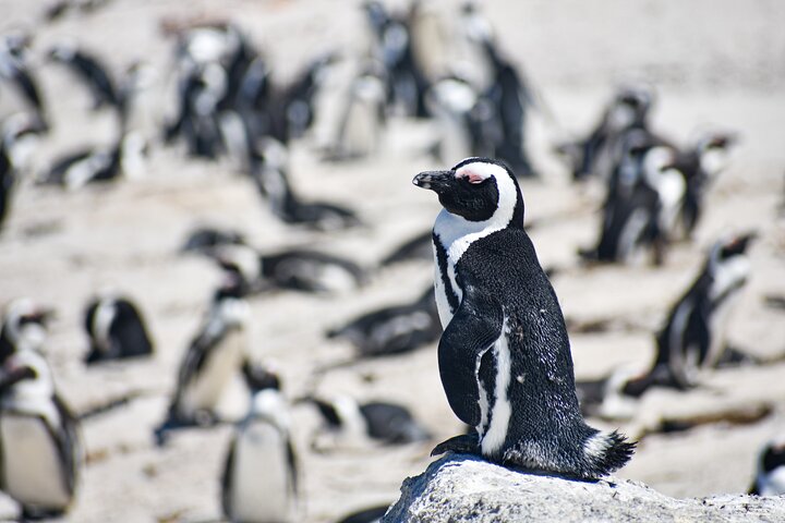 Eine malerische Tagestour zu den Highlights Kapstadts, einschließlich Tafelberg, Pinguinen und Kap-Point, Foto 30 | wizardtrip