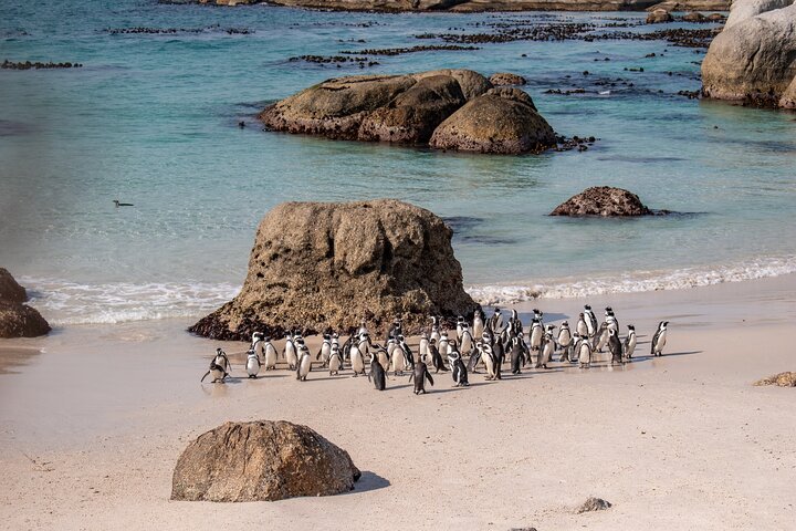 Heldagsudflugt til Cape of Good Hope og pingviner ved Boulders Beach fra Cape Town | wizardtrip