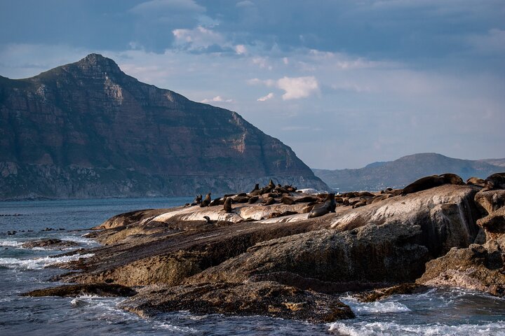 Heldagstur som utforskar Godahoppsudden, pingvinerna vid Boulders Beach och natursköna kustvägar från Kapstaden, foto 8 | wizardtrip
