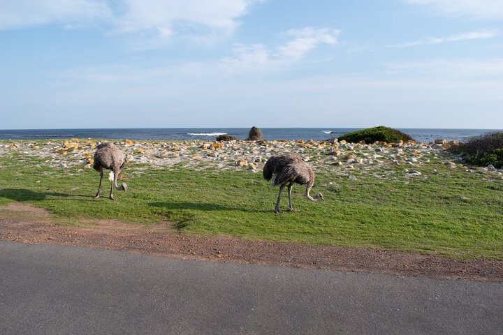 Heldagstur som utforskar Godahoppsudden, pingvinerna vid Boulders Beach och natursköna kustvägar från Kapstaden, foto 22 | wizardtrip