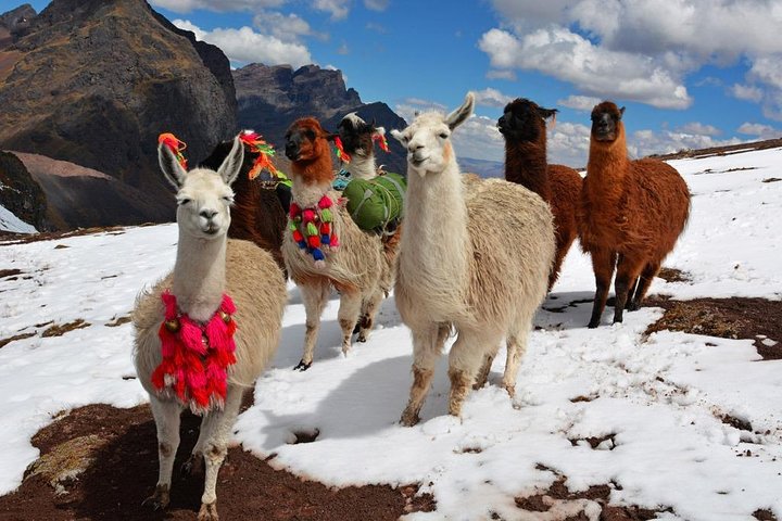 Heldagstur til Rainbow Mountain og valgfri Red Valley fra Cusco, Peru, foto 7 | wizardtrip