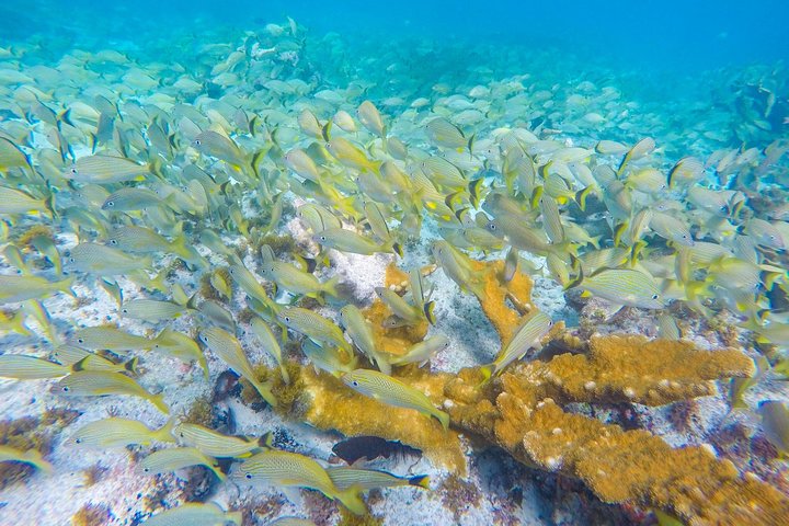 Aventure Snorkeling à Isla Mujeres | wizardtrip