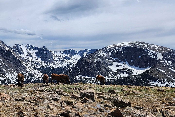 Guidet vinterfottur i Rocky Mountain nasjonalpark, Colorado, foto 15 | wizardtrip