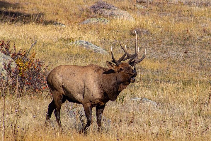 Guidet vinterfottur i Rocky Mountain nasjonalpark, Colorado, foto 18 | wizardtrip