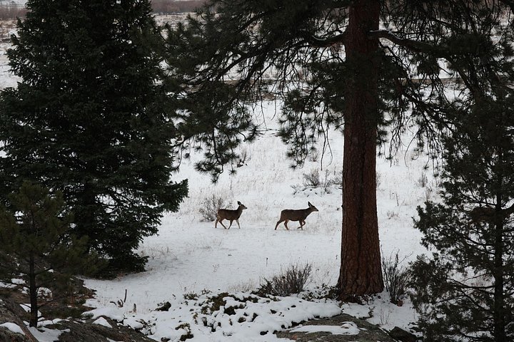 Guidet vinterfottur i Rocky Mountain nasjonalpark, Colorado, foto 23 | wizardtrip