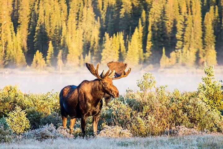 Naturskøn tur i Rocky Mountain National Park fra Denver med bjerge, søer og dyreliv, foto 7 | wizardtrip