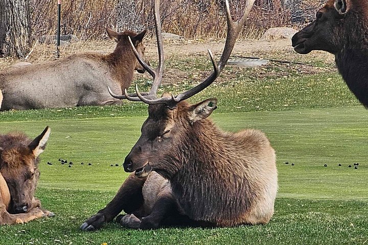 Naturskøn tur i Rocky Mountain National Park fra Denver med bjerge, søer og dyreliv, foto 11 | wizardtrip
