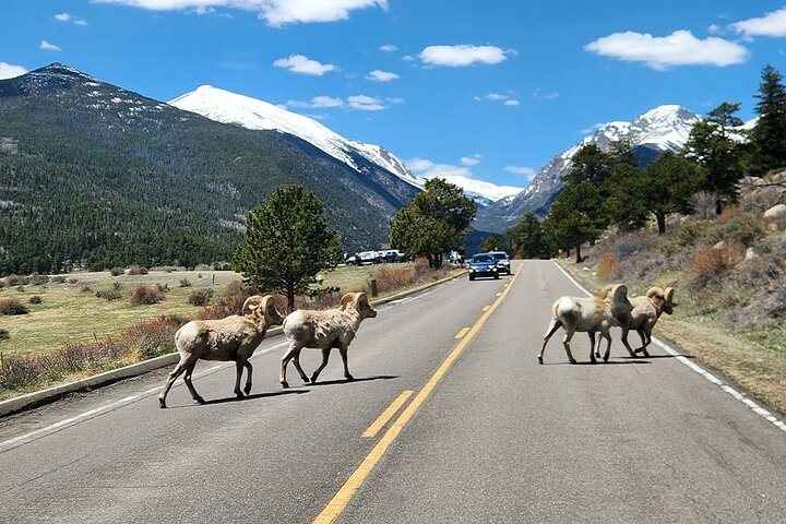 Naturskøn tur i Rocky Mountain National Park fra Denver med bjerge, søer og dyreliv, foto 16 | wizardtrip