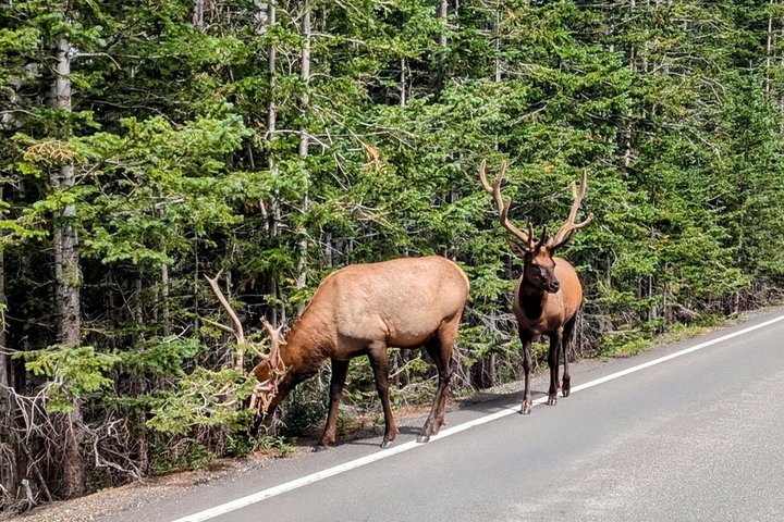 Naturskøn tur i Rocky Mountain National Park fra Denver med bjerge, søer og dyreliv, foto 17 | wizardtrip