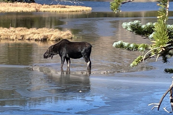 Naturskøn tur i Rocky Mountain National Park fra Denver med bjerge, søer og dyreliv, foto 18 | wizardtrip