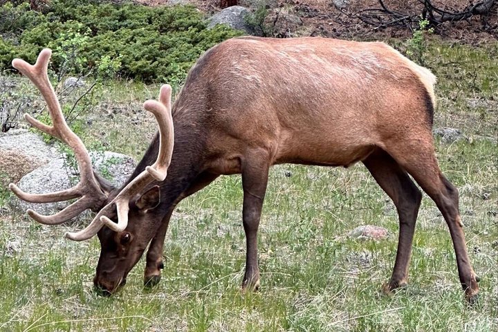 Naturskøn tur i Rocky Mountain National Park fra Denver med bjerge, søer og dyreliv, foto 20 | wizardtrip