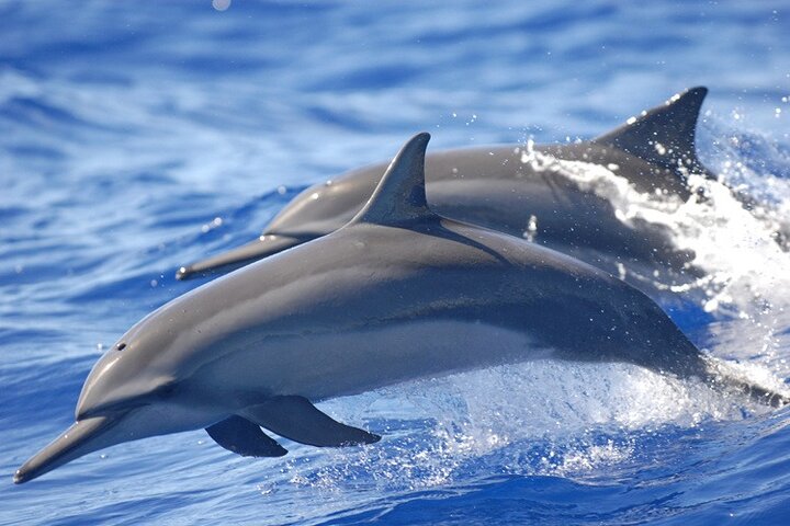 Observation des Dauphins et Baleines à Puerto Escondido | wizardtrip