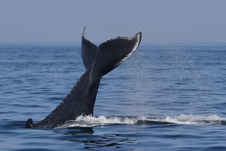 Hval- og delfinsafari-tur i Puerto Escondido, Mexico, med møder med havdyr, foto 6 | wizardtrip