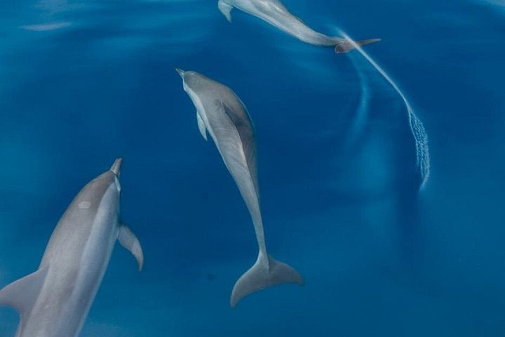 Hval- og delfinsafari-tur i Puerto Escondido, Mexico, med møder med havdyr, foto 7 | wizardtrip