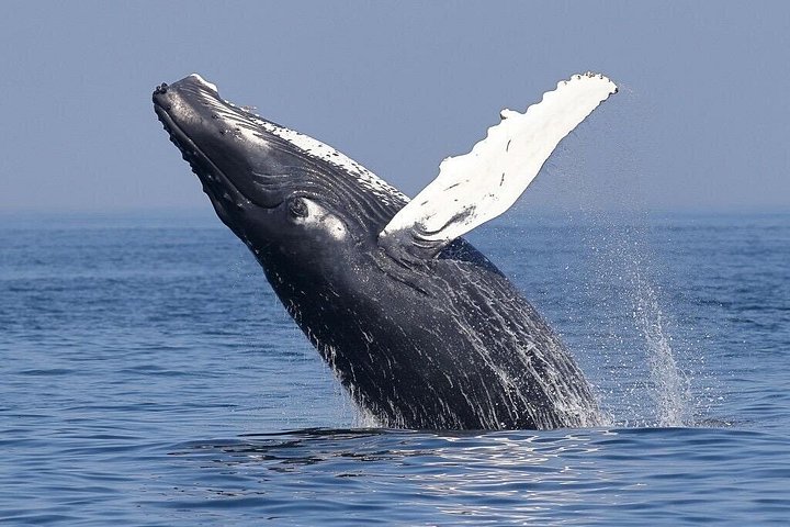 Hval- og delfinsafari-tur i Puerto Escondido, Mexico, med møder med havdyr, foto 9 | wizardtrip