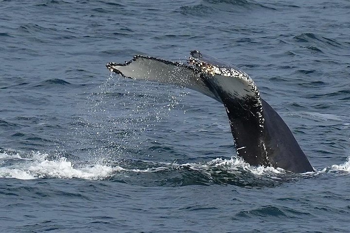 Hval- og delfinsafari-tur i Puerto Escondido, Mexico, med møder med havdyr, foto 10 | wizardtrip
