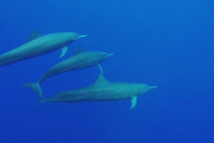 Hval- og delfinsafari-tur i Puerto Escondido, Mexico, med møder med havdyr, foto 11 | wizardtrip
