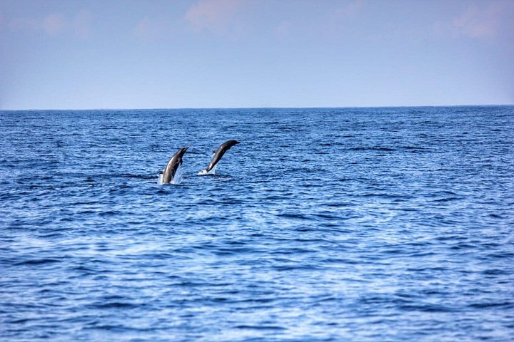 Hval- og delfinsafari-tur i Puerto Escondido, Mexico, med møder med havdyr, foto 12 | wizardtrip