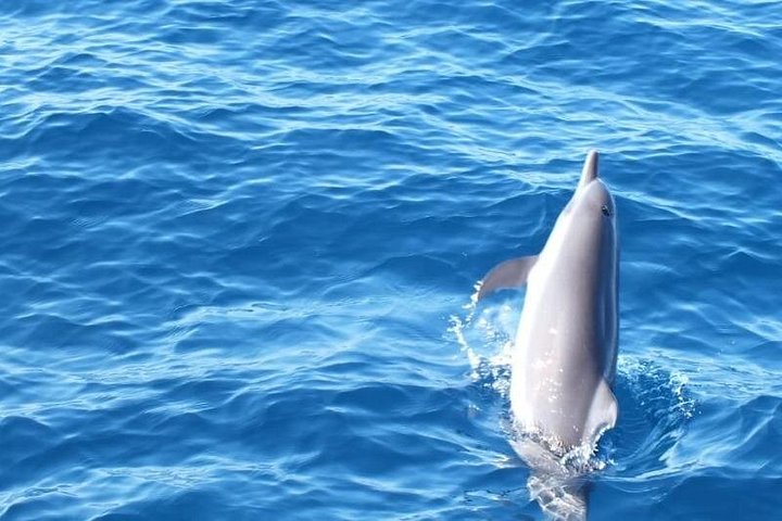 Hval- og delfinsafari-tur i Puerto Escondido, Mexico, med møder med havdyr, foto 13 | wizardtrip