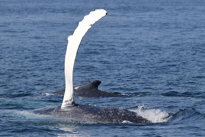 Hval- og delfinsafari-tur i Puerto Escondido, Mexico, med møder med havdyr, foto 14 | wizardtrip