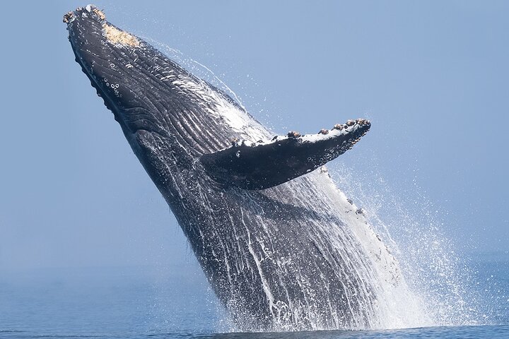 Hval- og delfinsafari-tur i Puerto Escondido, Mexico, med møder med havdyr, foto 15 | wizardtrip