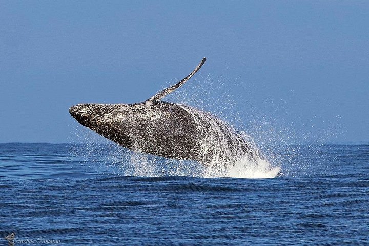 Hval- og delfinsafari-tur i Puerto Escondido, Mexico, med møder med havdyr, foto 16 | wizardtrip