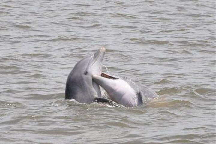 Delfinbeobachtungsbootstour auf den Wasserstraßen von Jekyll Island, Beobachtung von Meerestieren und Küstenlandschaften, Foto 6 | wizardtrip