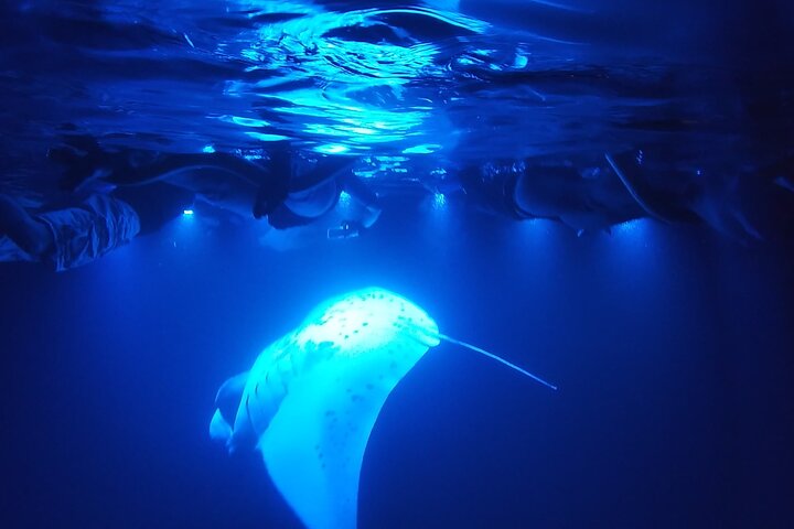 Natdyk med Manta Rays i Kona, Big Island | wizardtrip