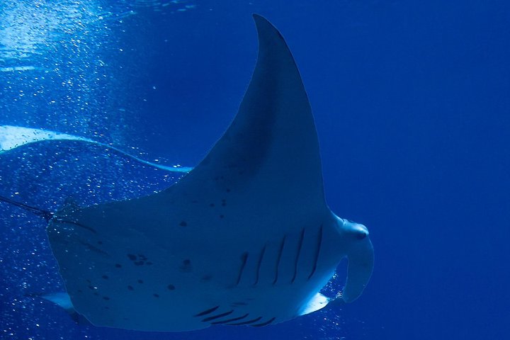 Natlig manta ray snorkel-eventyr på Big Island, Hawaii, foto 7 | wizardtrip