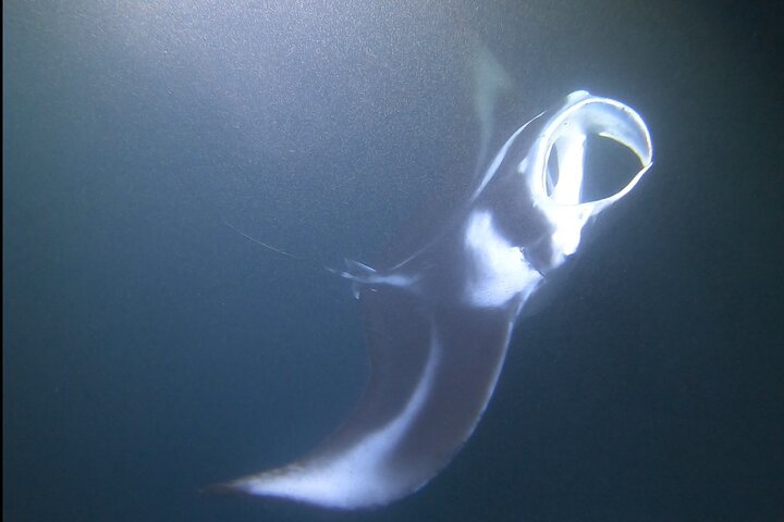 Natlig manta ray snorkel-eventyr på Big Island, Hawaii, foto 8 | wizardtrip