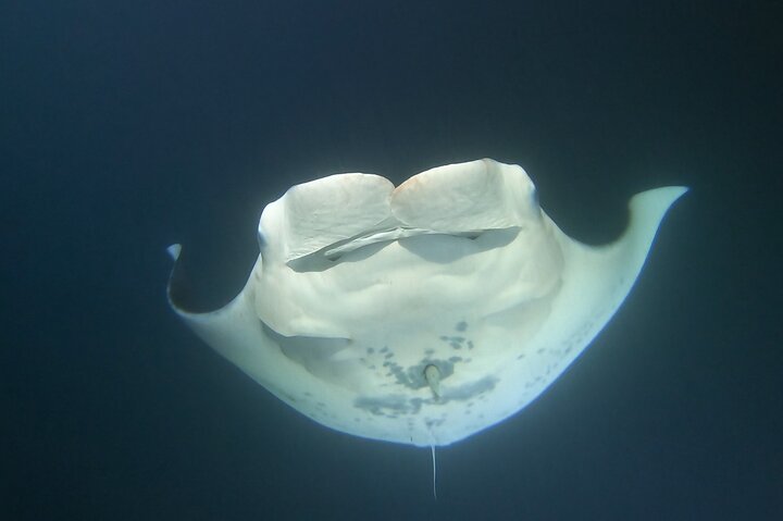 Natlig manta ray snorkel-eventyr på Big Island, Hawaii, foto 9 | wizardtrip