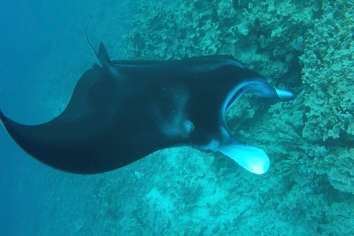 Natlig manta ray snorkel-eventyr på Big Island, Hawaii, foto 10 | wizardtrip