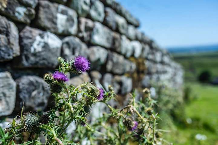 Lille gruppetur, der udforsker Rosslyn Chapel, Hadrian's Wall og de skotske grænselande fra Edinburgh, foto 35 | wizardtrip