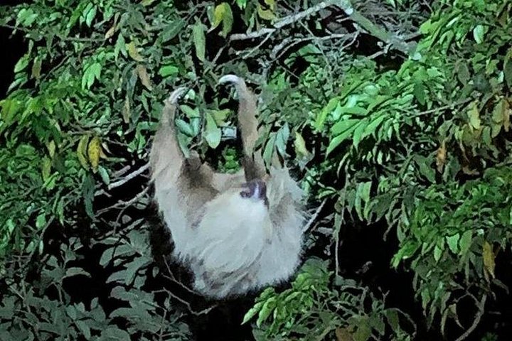 Tour de nuit dans la forêt de nuages de Monteverde, Costa Rica, observation de la faune nocturne, photo 6 | wizardtrip