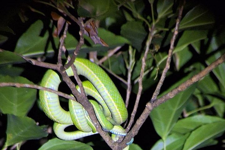 Tour de nuit dans la forêt de nuages de Monteverde, Costa Rica, observation de la faune nocturne, photo 7 | wizardtrip