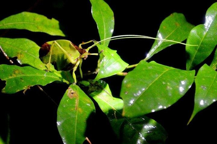 Tour de nuit dans la forêt de nuages de Monteverde, Costa Rica, observation de la faune nocturne, photo 8 | wizardtrip