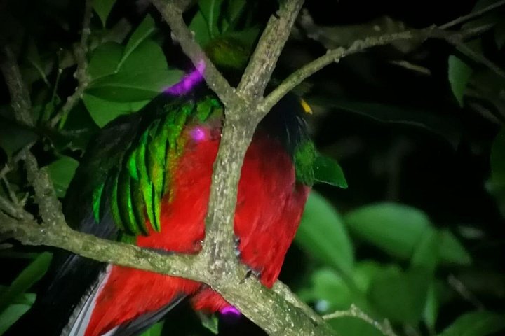 Tour de nuit dans la forêt de nuages de Monteverde, Costa Rica, observation de la faune nocturne, photo 9 | wizardtrip