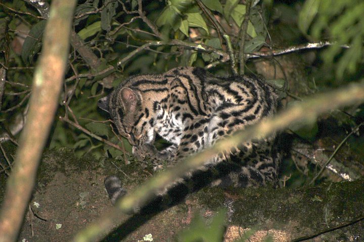 Tour de nuit dans la forêt de nuages de Monteverde, Costa Rica, observation de la faune nocturne, photo 11 | wizardtrip