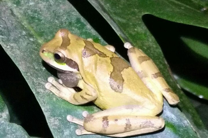 Tour de nuit dans la forêt de nuages de Monteverde, Costa Rica, observation de la faune nocturne, photo 12 | wizardtrip