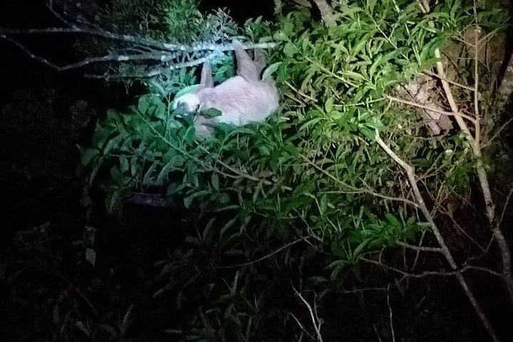 Tour de nuit dans la forêt de nuages de Monteverde, Costa Rica, observation de la faune nocturne, photo 13 | wizardtrip