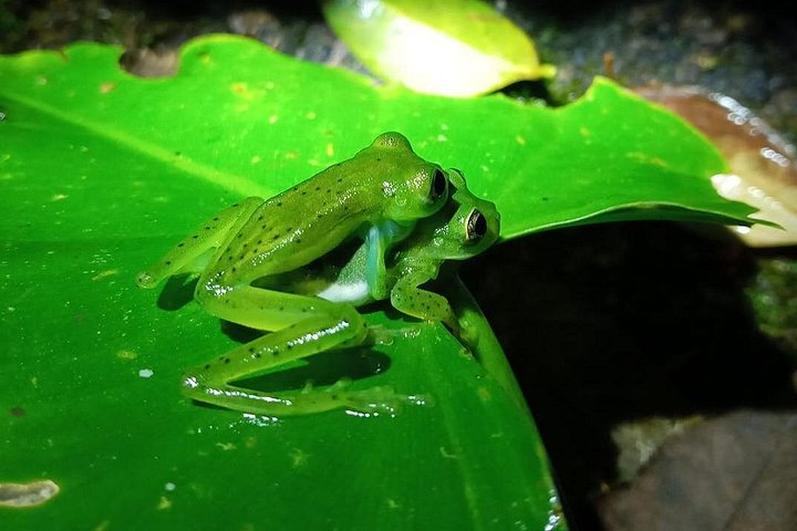 Tour de nuit dans la forêt de nuages de Monteverde, Costa Rica, observation de la faune nocturne, photo 14 | wizardtrip