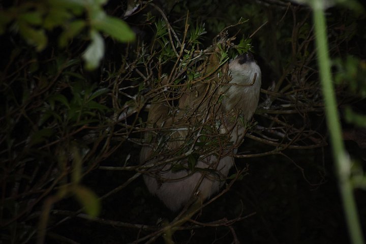Tour de nuit dans la forêt de nuages de Monteverde, Costa Rica, observation de la faune nocturne, photo 15 | wizardtrip