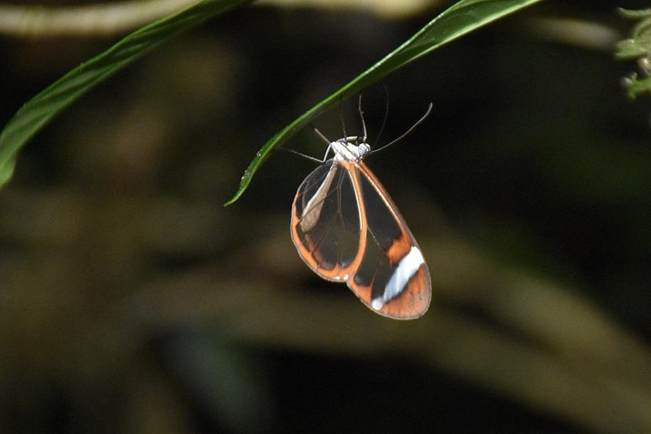 Tour de nuit dans la forêt de nuages de Monteverde, Costa Rica, observation de la faune nocturne, photo 16 | wizardtrip