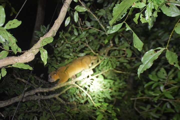 Tour de nuit dans la forêt de nuages de Monteverde, Costa Rica, observation de la faune nocturne, photo 17 | wizardtrip